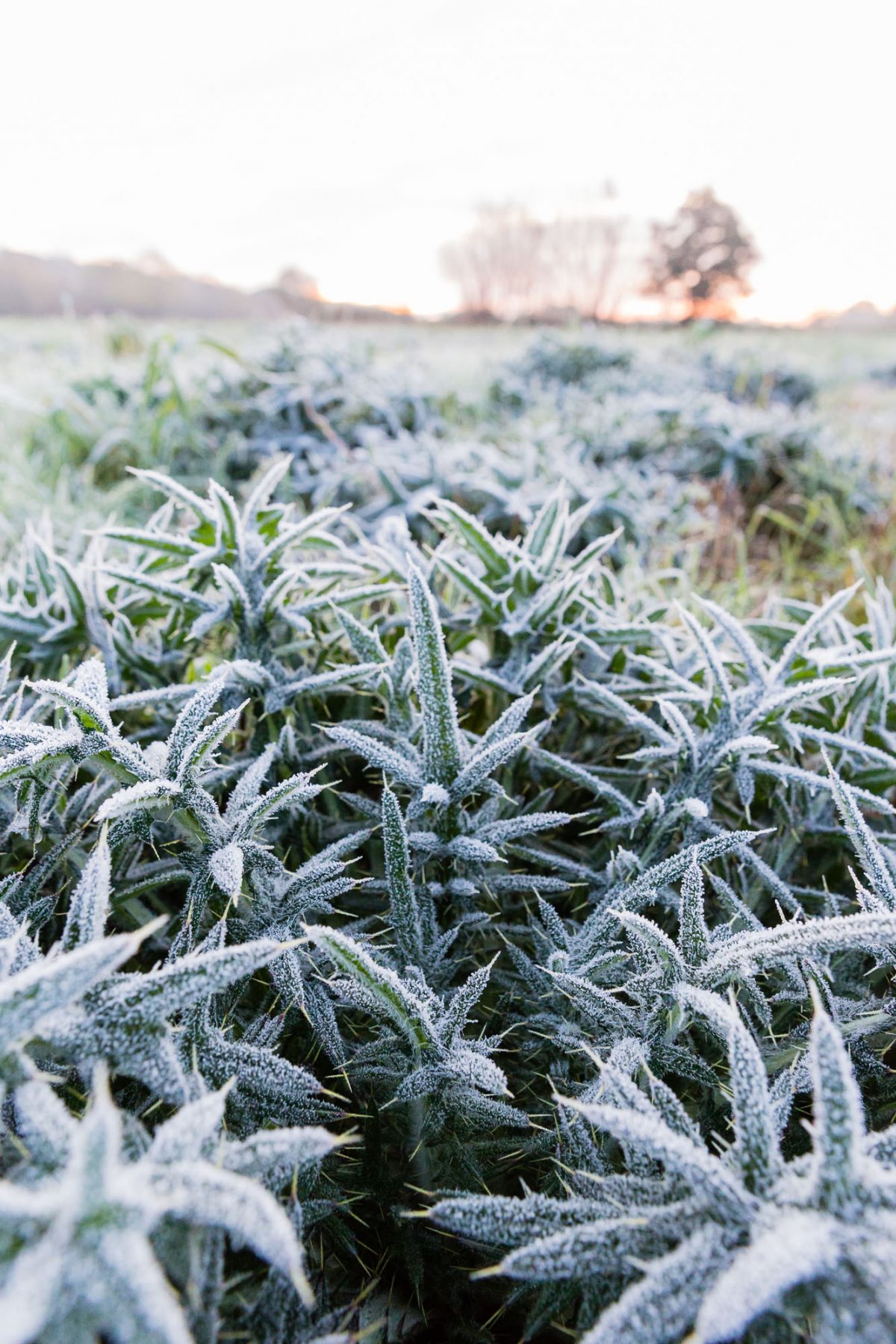 A great walk within one hour of London. Kent Ashurst Cowden